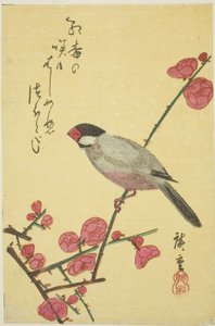 Javaspurv på blommegren af Utagawa Hiroshige