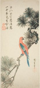 Ara på en fyrregren af Utagawa Hiroshige