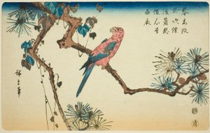 Macaw på fyrretræ gren af Utagawa Hiroshige