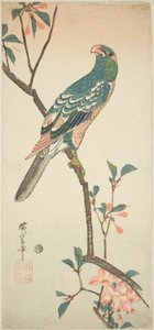 Papegøje på en blomstrende gren af Utagawa Hiroshige