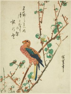 Papegøje på blommetræ af Utagawa Hiroshige