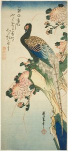 Fasan og krysantemum af Utagawa Hiroshige