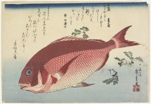 Havbrasen og Sansho_Sprigs, ca. 1832