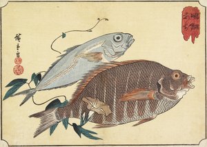 Stribet Snapper og Hestemakrel, begyndelsen af det 19. århundrede