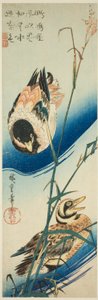 To ænder, der svømmer blandt siv af Utagawa Hiroshige