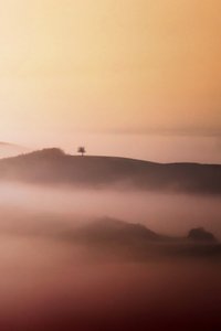 Lone Tree Golden Mist af Vanja Tajnsek