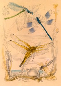 Dragonflies, c1930