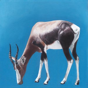 Bontebok mod Blue