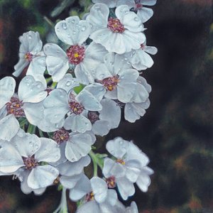 Dugkyssede hvide blomster af Viccy Wanliss