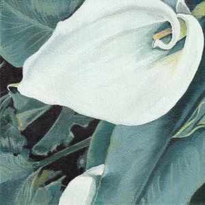 Elegant hvid calla