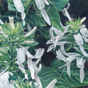 Elegante hvide blomster af Viccy Wanliss
