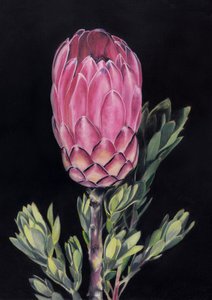 Exotisk lyserød protea af Viccy Wanliss