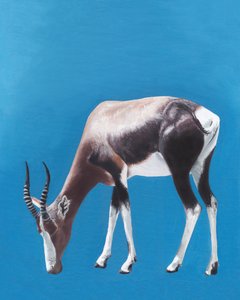 Græssende bontebok-antilope