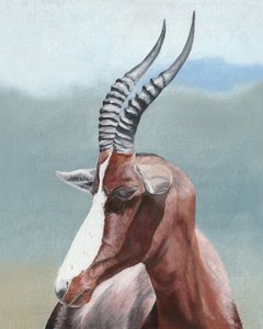Majestætisk blesbok – profil