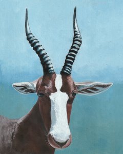 Den malede blesboks blik