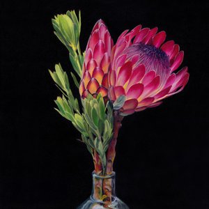 Pink Protea-vaser