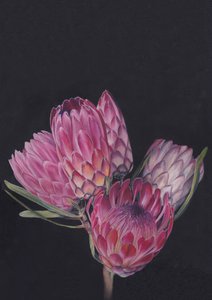 Protea-blanding af Viccy Wanliss