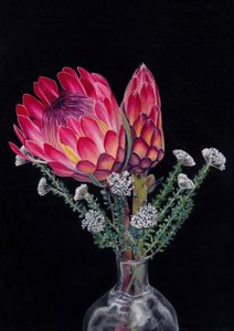 Protea og Blombos Af Viccy Wanliss af Viccy Wanliss