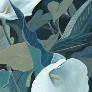 Fredfyldte calla-liljer