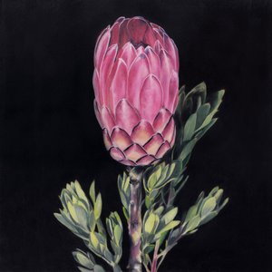 Iøjnefaldende lyserød protea af Viccy Wanliss