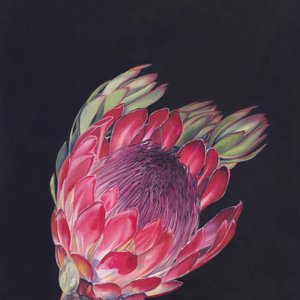 Lysende lyserød protea af Viccy Wanliss