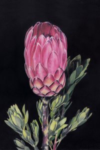 Lysende lyserød protea