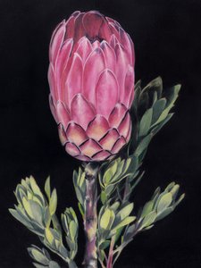 Lysende lyserød protea af Viccy Wanliss