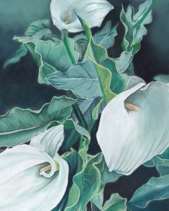 Hvide calla-liljer