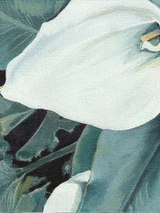 Hvid calla-lilje i blomst