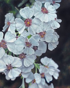 Hvide blomster med dugdråber