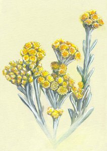  af Viccy Wanliss