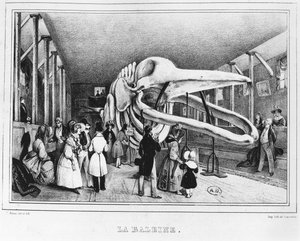 Hvalen på Naturhistorisk museum i Paris, ca. 1840 af Victor Adam