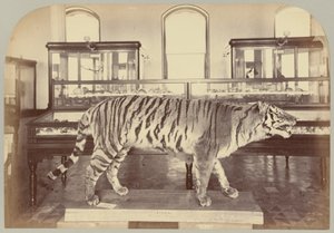 Pl. XI. Bengalske tiger