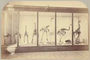 Pl. XV. Fossile fugle: New Zealand af Victor Prevost, Gaston L. Feuardent and Co., New York