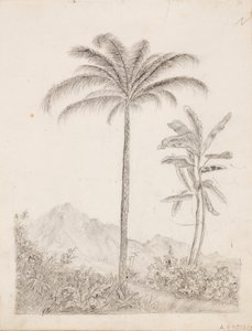 Palmer