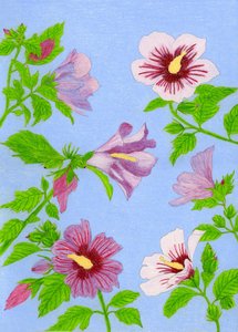 Blomstrende hibiscusblomster