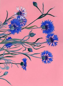 Blå kornblomster på rosa