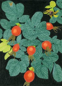 Botaniske hyben af Viktoriia Saunina