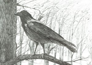 Fugl, 2011 af Vincent Alexander Booth
