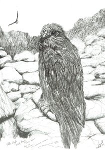 Eagles of the Highlands, 2011 af Vincent Alexander Booth