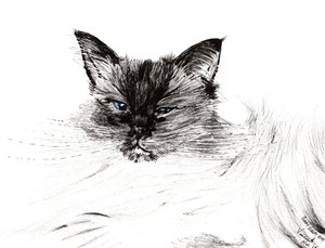 Sleepy eye, 2015, (blæk på papir) af Vincent Alexander Booth