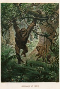 Gorillaer i hjemmet