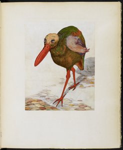 Great Skull-Headed Stone Trot, fra 