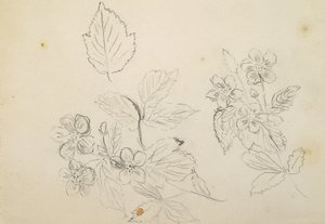 Recto: Blomsterstudie, 1869-1871 af Vincent Colyer