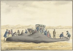 Kaskelot skyllet op på stranden mellem Zandvoort og Wijk aan Zee, 20. februar 1762, set bagfra