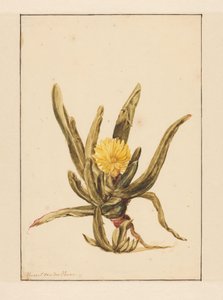 Isurt med gule blomster (titel på objekt)