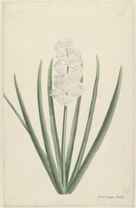 hvid hyacint af Vincent Jansz. van der Vinne