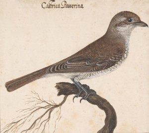 Castrica Passerina,. af Vincenzo Leonardi