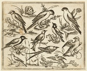Elleve fugle sidder på pletter af blomstrende løv og små grene..., 1557. af Virgil Solis