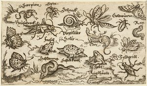 Insekter, krybdyr, snegle og fisk på minimal grund med vand i forgrunden..., 1572.